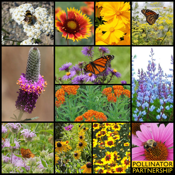 NEW!  Native, Regional, Wildflower Mixtures for Pollinators through Collaboration with Pollinator Partnership!