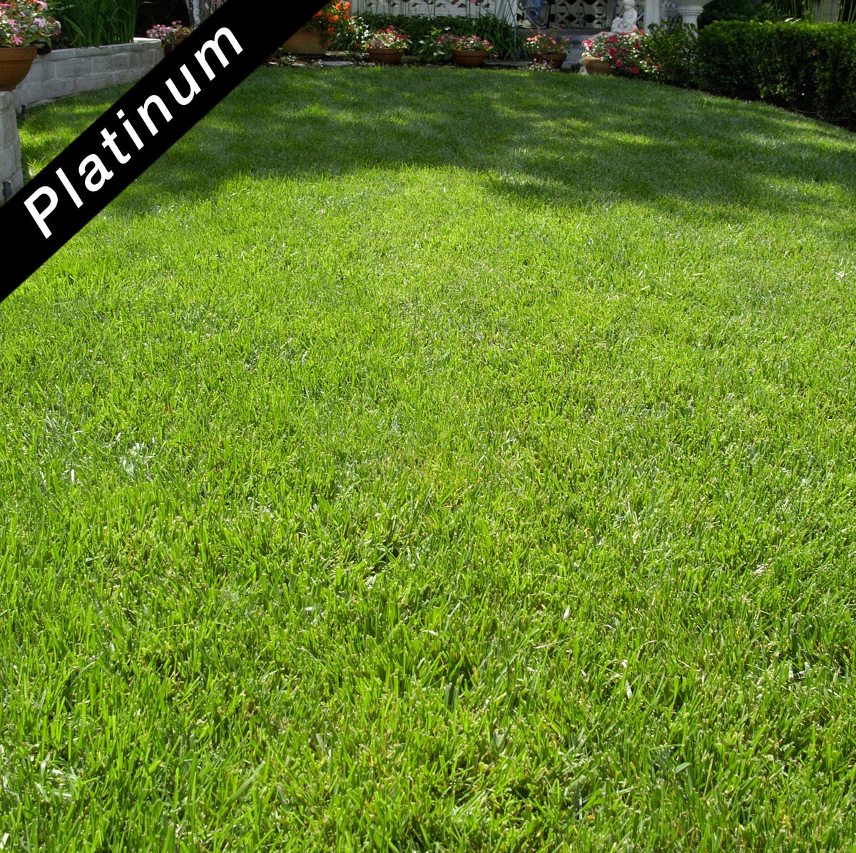 Bonsai™ Dwarf Tall Fescue / TurfType Tall Fescue Blend / Platinum Quality