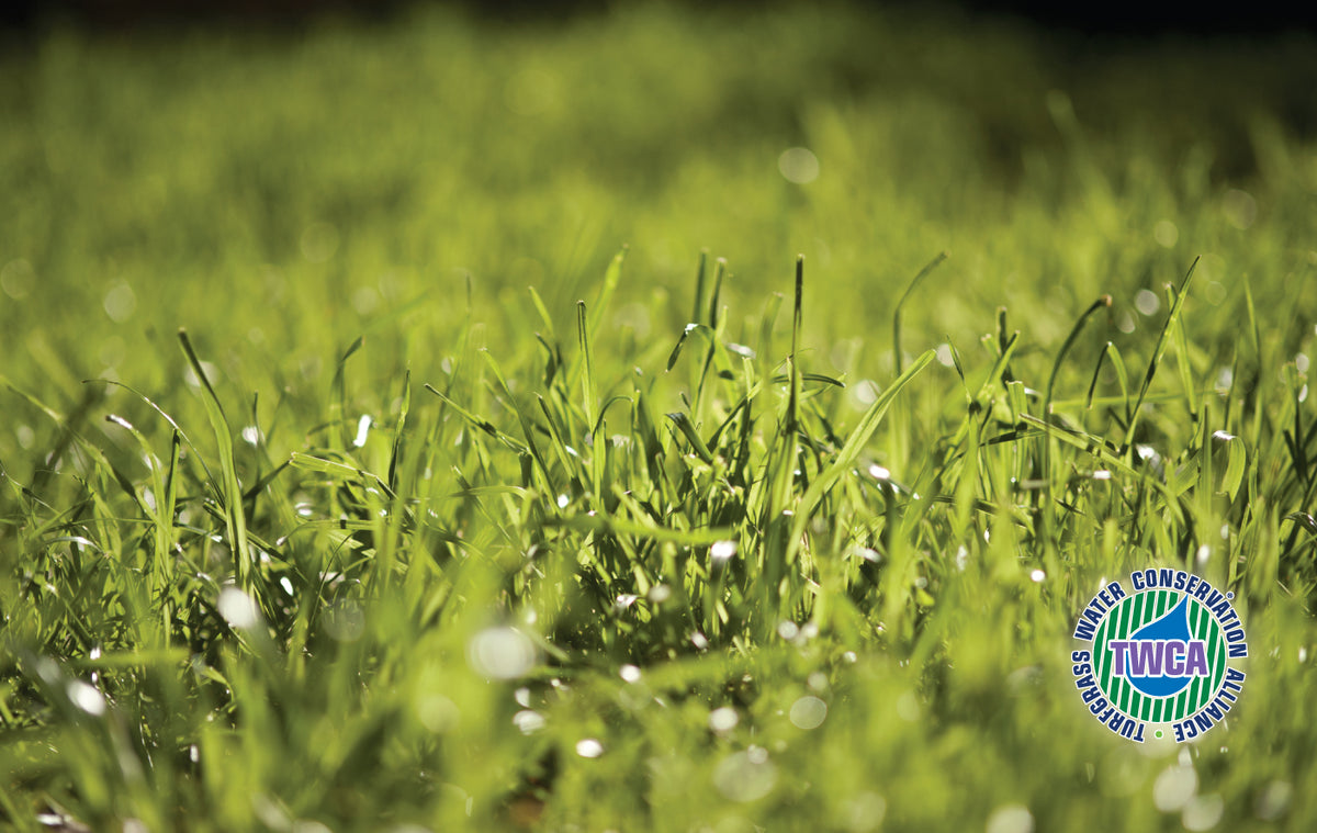 low work and water dwarf fescue grass seed Bonsai Dwarf Tall Fescue™ / Turf-Type Tall Fescue / Platinum Quality™ (Cool Season Zones 1-4)
