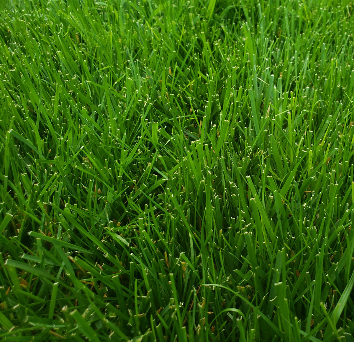 Fineturf Extreme™ / Spreading and Drought Tolerant Seed Mix Platinum Q