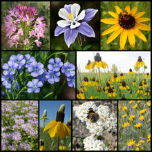 Load image into Gallery viewer, Intermountain West Native Pollinator Wildflower Mixture