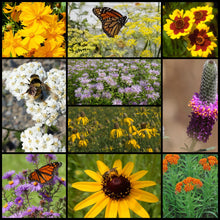 Load image into Gallery viewer, Midwest Native Pollinator Wildflower Mixture