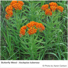 Load image into Gallery viewer, Northeast Native Pollinator Wildflower Mixture