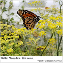 Load image into Gallery viewer, Florida Native Pollinator Wildflower Mixture