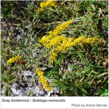 Load image into Gallery viewer, Northeast Native Pollinator Wildflower Mixture