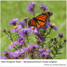 Load image into Gallery viewer, Northeast Native Pollinator Wildflower Mixture