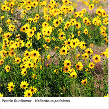 Load image into Gallery viewer, Nevada Native Pollinator Wildflower Mixture