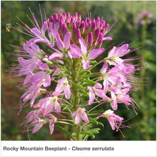 Load image into Gallery viewer, Nevada Native Pollinator Wildflower Mixture