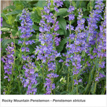 Load image into Gallery viewer, Northeast Native Pollinator Wildflower Mixture