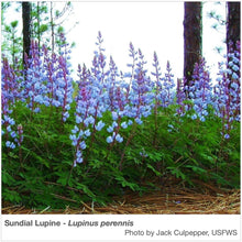 Load image into Gallery viewer, Northeast Native Pollinator Wildflower Mixture