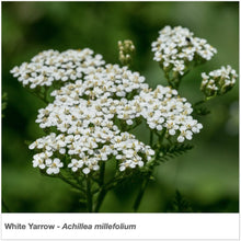 Load image into Gallery viewer, California Native Pollinator Wildflower Mixture