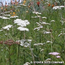Load image into Gallery viewer, White Yarrow (Achillea millefolium) flowers attract butterflies.