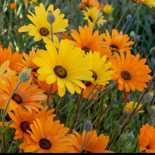 Load image into Gallery viewer, Closeup of African Daisy (Dimorphotheca aurantiaca) flowers.
