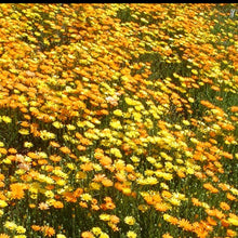 Load image into Gallery viewer, African Daisy - Dimorphotheca sinuata mass planting on a slope.