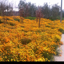 Load image into Gallery viewer, African Daisy - Dimorphotheca sinuata with small trees in large landscape setting.