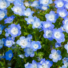 Load image into Gallery viewer, Wildflower Baby Blue Eyes (Nemophila menziesii) closeup of flowers.
