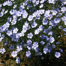 Load image into Gallery viewer, Blue Flax (Linum lewisii) WIldflower closeup of a couple plants in full bloom.
