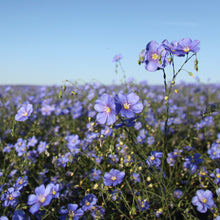Load image into Gallery viewer, Blue Flax  (Linum lewisii) wildflower closeup in field.
