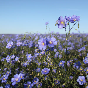 Blue Flax  (Linum lewisii) wildflower closeup in field.