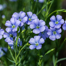 Load image into Gallery viewer, Blue Flax flowers in the garden (Linum lewisii)
