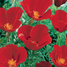 Load image into Gallery viewer, California Poppy, Red  (Eschscholzia californica)
