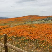 Load image into Gallery viewer, California poppy fields in Lancaster, CA (Eschscholzia californica)
