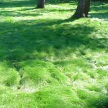 Load image into Gallery viewer, California Native No Mow Grass Seed Mixture in semi shade.
