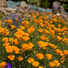 Load image into Gallery viewer, Closeup of a slope with bright orange California Poppies in bloom. So pretty!

