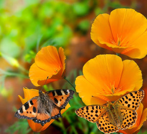 California Poppy (Eschscholzia californica) with butterfly pollinators.