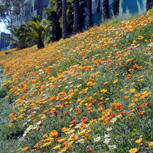 Load image into Gallery viewer, Gazania (Gazania splendens) covering a hillside.
