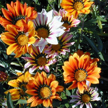 Load image into Gallery viewer, Gazania (Gazania splendens)