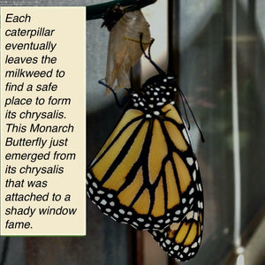 Monarch Butterfly that just emerged from its chrysalis.