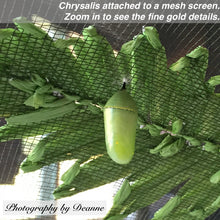 Load image into Gallery viewer, This is a Monarch butterfly chrysalis attached to a mess screen. In time, a butterfly will emerge.

