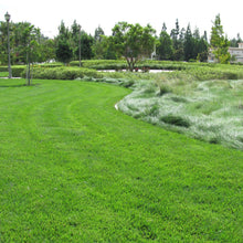 Load image into Gallery viewer, New Millennia Tall Fescue in a landscape.