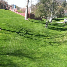 Load image into Gallery viewer, New Millennia Tall Fescue in partial shade.