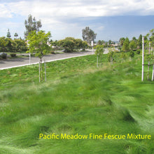 Load image into Gallery viewer, Pacific Meadow Fine Fescue Mixture in a landscape / park setting.