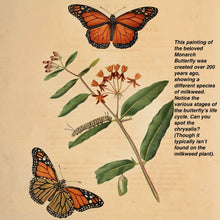 Load image into Gallery viewer, Painting of Monarch Butterflies and milkweed from 1797.
