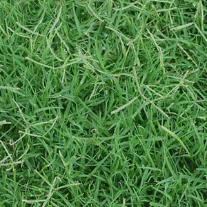 ROYAL TXD Improved Bermuda Grass Seed Blend (Warm Season Zones 3-5)