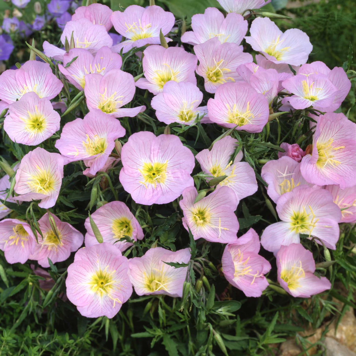 Showy Evening Primrose (Oenothera speciosa)