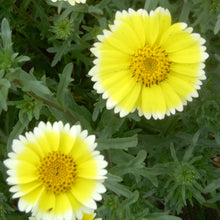 Load image into Gallery viewer, Tidy Tips (Layia platyglossa) closeup of two flowers.