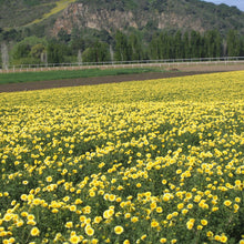 Load image into Gallery viewer, Tidy Tips (Layia platyglossa) seed production field.
