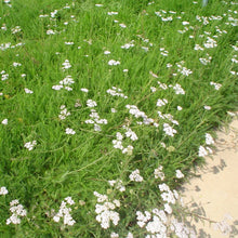 Load image into Gallery viewer, White Yarrow (Achillea millefolium) can grown for the pretty flowers or mowed as  a lawn substitute.