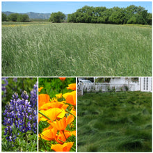 Load image into Gallery viewer, Wildfire Seed Mix #2