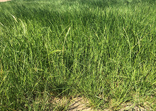 Load image into Gallery viewer, Photo of Zorro Fescue