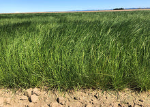 Load image into Gallery viewer, Photo of Zorro Fescue