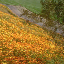 Load image into Gallery viewer, African daisy (Dimorphotheca sinuata) on a steep hillside. Gorgeous!