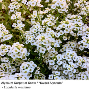 Closeup of Alyssum Carpet of Snow, also known at Sweet Alyssum for it's lovely fragrance.