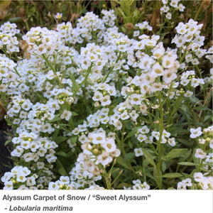 Alyssum Carpet of Snow, also known as Sweet Alyssum, in full bloom. The abundant, fragrant flowers are packed in tight.