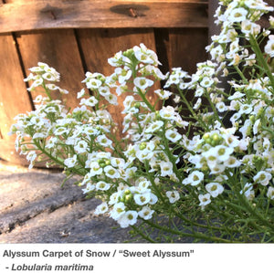 The blazing white flowers on the delicate stems of Sweet Alyssum Carpet of Snow curve gracefully towards the sunlight.