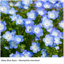 Load image into Gallery viewer, Closeup of the wildflower "Baby Blue Eyes" (Nemophila menziesii).